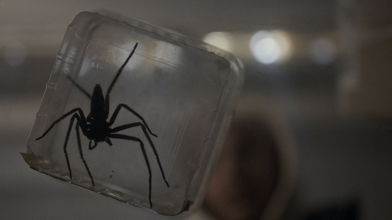 Spiders 5.jpg Spiders 5.jpg